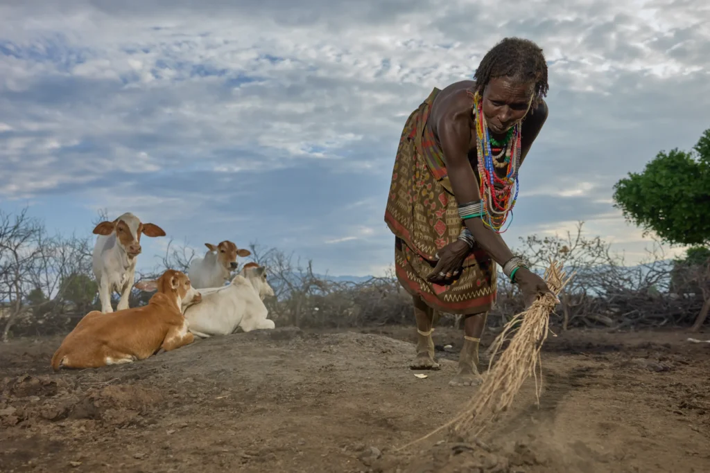Arbore woman gathering branches near cattle in rural Ethiopia | Michaela Pupíková Photography
